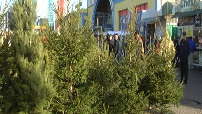 Дніпряни зможуть придбати ялинки на понад 200 ялинкових базарах