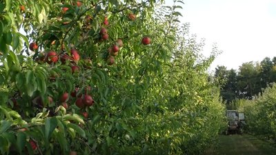 Врожайність яблук на Херсонщині знизилась вдвічі: скільки коштуватимуть