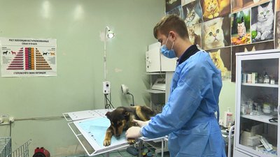 Отримала поранення на передовій: собака на прізвисько Ніка проходить курс реабілітації Отримала поранення на передовій: собака на прізвисько Ніка проходить курс реабілітації