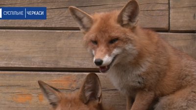 Черкаський зоопарк відкрили для відвідувачів Черкаський зоопарк відкрили для відвідувачів