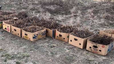 комунальні поля малини комунальні поля малини