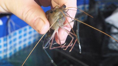 Вирощує Світлана Коваль креветку виду макробрахіум розенберга або гігантська прісноводна. Фото: Суспільне Поділля.