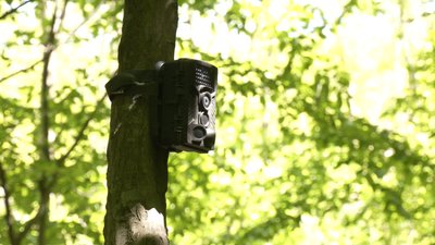 По сусідству з хижаками: що відбувається в прикарпатських селах, де фіксують напади ведмедів По сусідству з хижаками: що відбувається в прикарпатських селах, де фіксують напади ведмедів