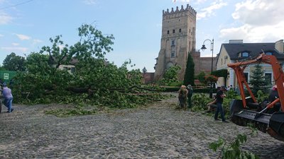"Лесин ясен" віддадуть луцьким майстрам для виготовлення сувенірів "Лесин ясен" віддадуть луцьким майстрам для виготовлення сувенірів