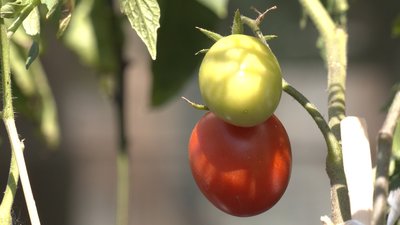 У Франківську створили простір для екосвідомих людей "Urban green garden" У Франківську створили простір для екосвідомих людей "Urban green garden"