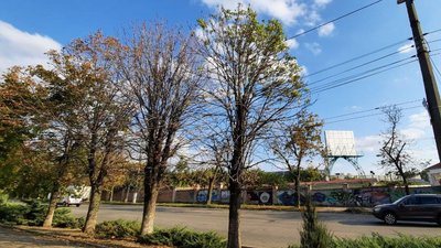 У Кропивницькому квітнуть каштани