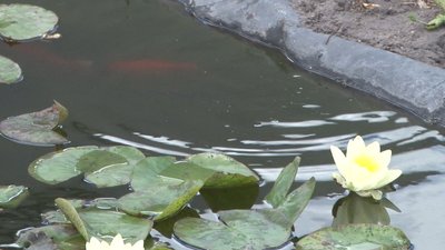 Житель Дніпропетровщини на городі вирощує 10 сортів водяних лілій – репортаж