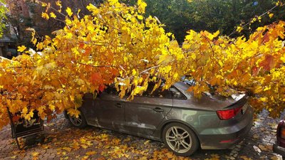 У Виноградові дерево впало автомобіль У Виноградові дерево впало автомобіль