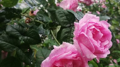 Погода на Полтавщині 18–19 квітня: дощ, туман і похолодання на вихідних