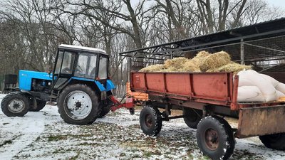 В мисливських угіддях на Кіровоградщині підгодовують диких тварин В мисливських угіддях на Кіровоградщині підгодовують диких тварин