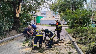 У Вінниці на шестирічну дівчинку впало дерево У Вінниці на шестирічну дівчинку впало дерево
