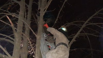Надзвичайники зняли з дерева хлопця, який хотів врятувати кота