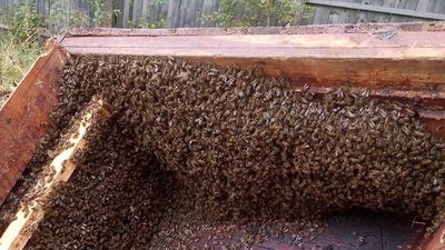 В Ілемнянському лісництві на Івано-Франківщині ведмідь зруйнував пасіку В Ілемнянському лісництві на Івано-Франківщині ведмідь зруйнував пасіку