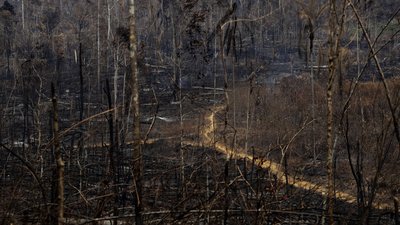 Вирубка лісів Амазонії досягла найвищого рівня за останні 15 років