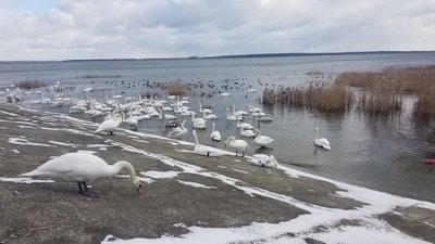 Лебедина зимівля: водойма на межі Рівненської і Хмельницької областей щороку збирає птахів-мігрантів Лебедина зимівля: водойма на межі Рівненської і Хмельницької областей щороку збирає птахів-мігрантів