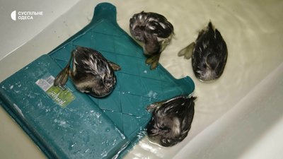 Олія в морі: як одеситка прихистила врятованих птахів Олія в морі: як одеситка прихистила врятованих птахів