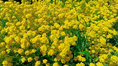 погода, Дніпропетровщина