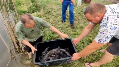 В одній із водойм вирощують лососевих та осетрових. В одній із водойм вирощують лососевих та осетрових.