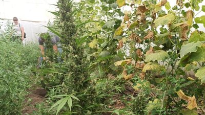 В одному з районів Херсонщини облаштували "конопляну ферму" В одному з районів Херсонщини облаштували "конопляну ферму"