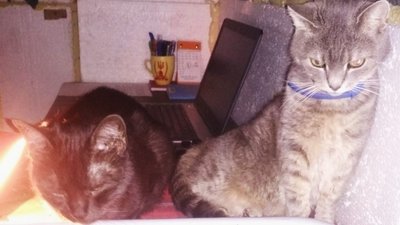 Коти на «робочому місці»