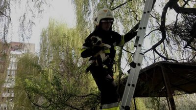 Франківські надзвичайники врятували котика Франківські надзвичайники врятували котика