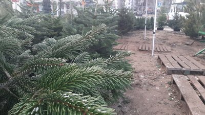 Ялинковий базар у Харкові Ялинковий базар у Харкові