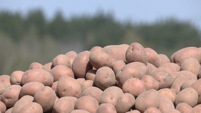 Посадки картоплі на Чернігівщині: фермер розповів про особливості цього процесу Посадки картоплі на Чернігівщині: фермер розповів про особливості цього процесу
