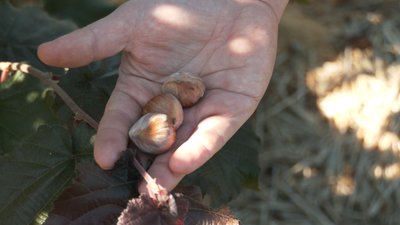 Вирощує 40 сортів фундука з різних країн світу. Сергій Кучугурний Вирощує 40 сортів фундука з різних країн світу. Сергій Кучугурний