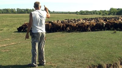 Більше сотні тварин загинули: вівчар пригнав з Донеччини на Волинь майже 400 овець Більше сотні тварин загинули: вівчар пригнав з Донеччини на Волинь майже 400 овець