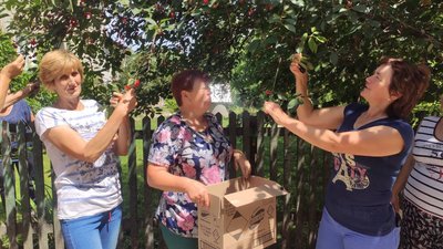 Волонтери заготовляють трав’яні чаї для захисників Волонтери заготовляють трав’яні чаї для захисників