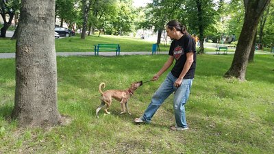 Львів'янин, який через собаку залишився у Індії, повернувся додому