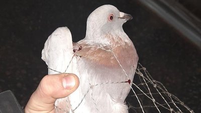 У Харкові волонтери спіймали голуба, який 5 днів жив на станції метро