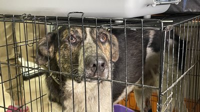 собака з херсона шукає домівку собака з херсона шукає домівку
