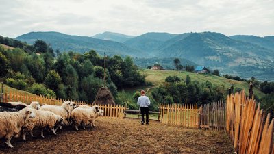 "Гуцульські сирні плаї": на Закарпатті з’явиться сирний туристичний шлях