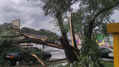 Негода на Волині: вітер ламає дерева, град понищив городину Негода на Волині: вітер ламає дерева, град понищив городину