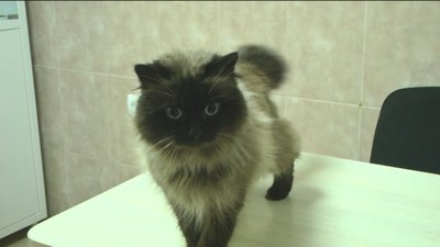 Стерилізація Стерилізація