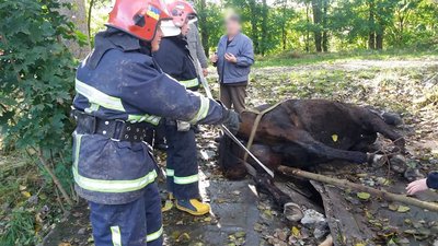 На Рівненщині провели спецоперацію з порятунку кобили Марійки