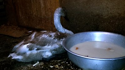 Лебедь Прилуки Лебедь Прилуки