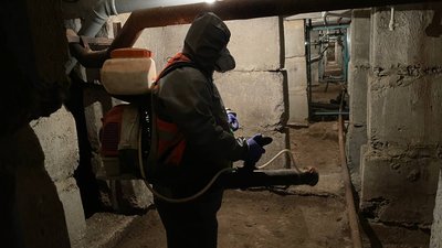 Таргани, миші та блохи. У Миколаєві жителі почали боротьбу зі шкідниками у підвалах Таргани, миші та блохи. У Миколаєві жителі почали боротьбу зі шкідниками у підвалах