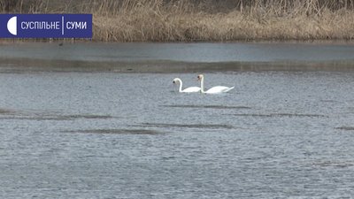 "Не вистачає води". В озері на Сумщині вимирає риба