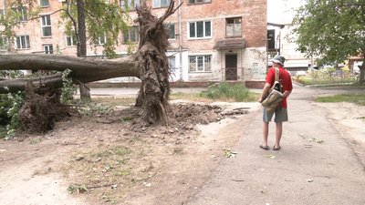 У Рівному під час негоди біля будинку вирвало з корінням п'ять дерев