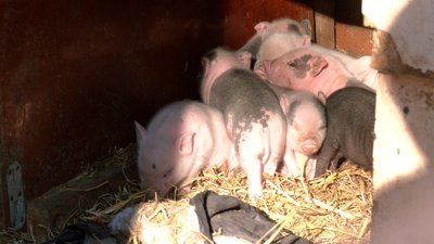 Мініферма в середмісті: у Черкасах переселенці вирощують свійських тварин Мініферма в середмісті: у Черкасах переселенці вирощують свійських тварин