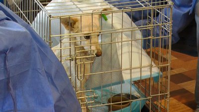тварини безкоштовно стерилізують волонтери благодійний фонд "Happy Paw" Костянтинівка Донеччина тварини безкоштовно стерилізують волонтери благодійний фонд "Happy Paw" Костянтинівка Донеччина