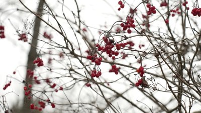 Синоптикиня дала прогноз погоди для Рівненщини