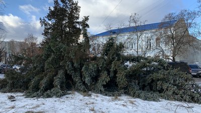 У Житомирі біля ліцею №25 зночі лежить ялинка – ймовірно, впала від вітру У Житомирі біля ліцею №25 зночі лежить ялинка – ймовірно, впала від вітру