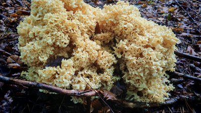 Червонокнижний гриб спарасис у Нацпарку "Цуманська пуща"