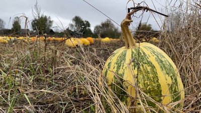 Гарбузи на городі