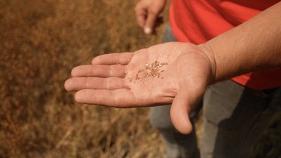 Аграрій замість вимерзлої культури засіяв льон