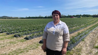 Полуниці, догляд, вирощування, врожай Полуниці, догляд, вирощування, врожай