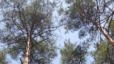 Ліси Херсонщини: цього року з'явився новий вид шкідників